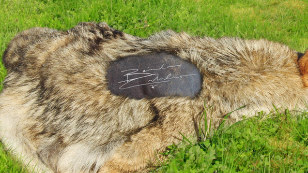 Illustration for article titled Dream Come True: This ‘Sherlock’ Fan Got The Surprise Of A Lifetime When Benedict Cumberbatch Left An Autographed Coyote Carcass On Her Lawn